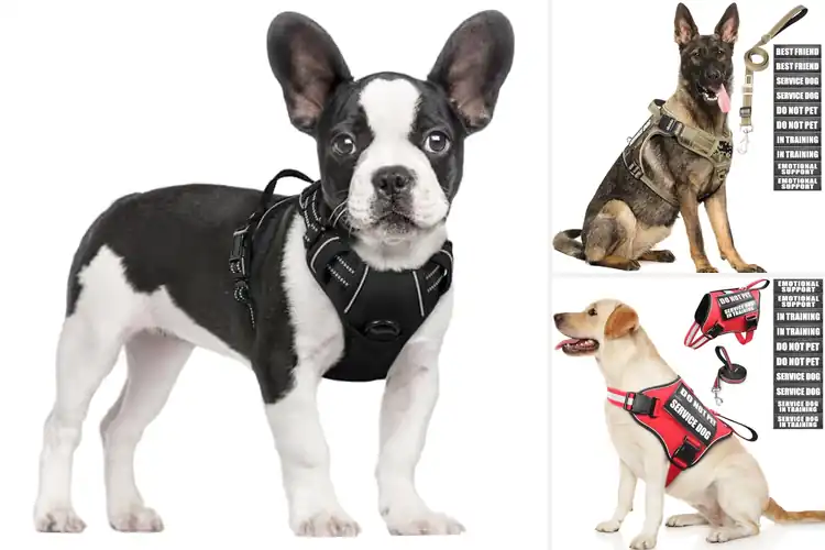 Detailed view of Best Adjustable Dog Vests: Top 10 Picks for a Perfect Fit