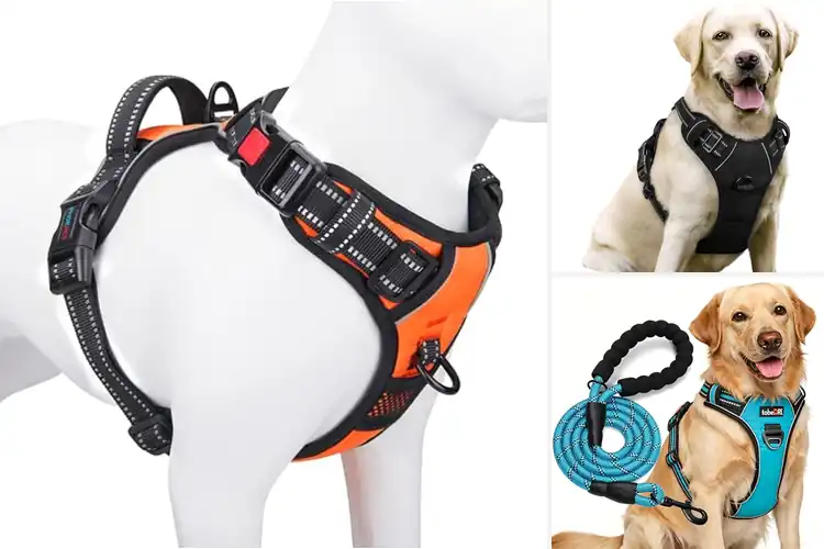 Detailed view of Best Dog Harnesses