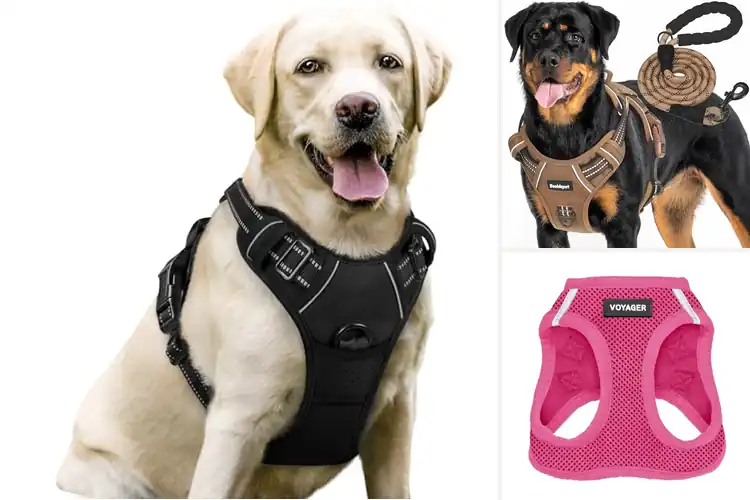Detailed view of Best Dog Vests