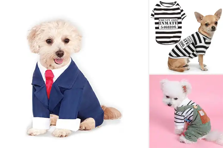 Detailed view of Best Stylish Dog Costumes: Spark Personality & Comfort