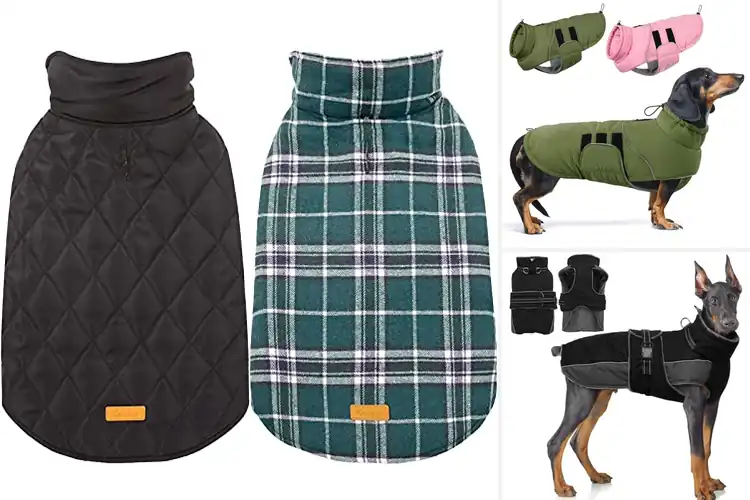 Detailed view of Best Warm Dog Jackets For Winter: Keep Your Pup Cozy