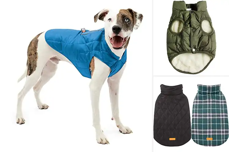 Detailed view of Best Warm Dog Jackets